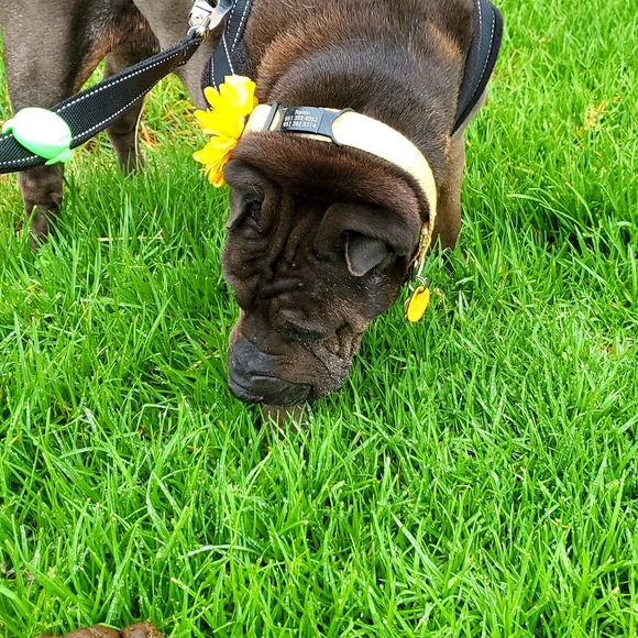 Meet your Posher, Jamie - Picture 1 of 6